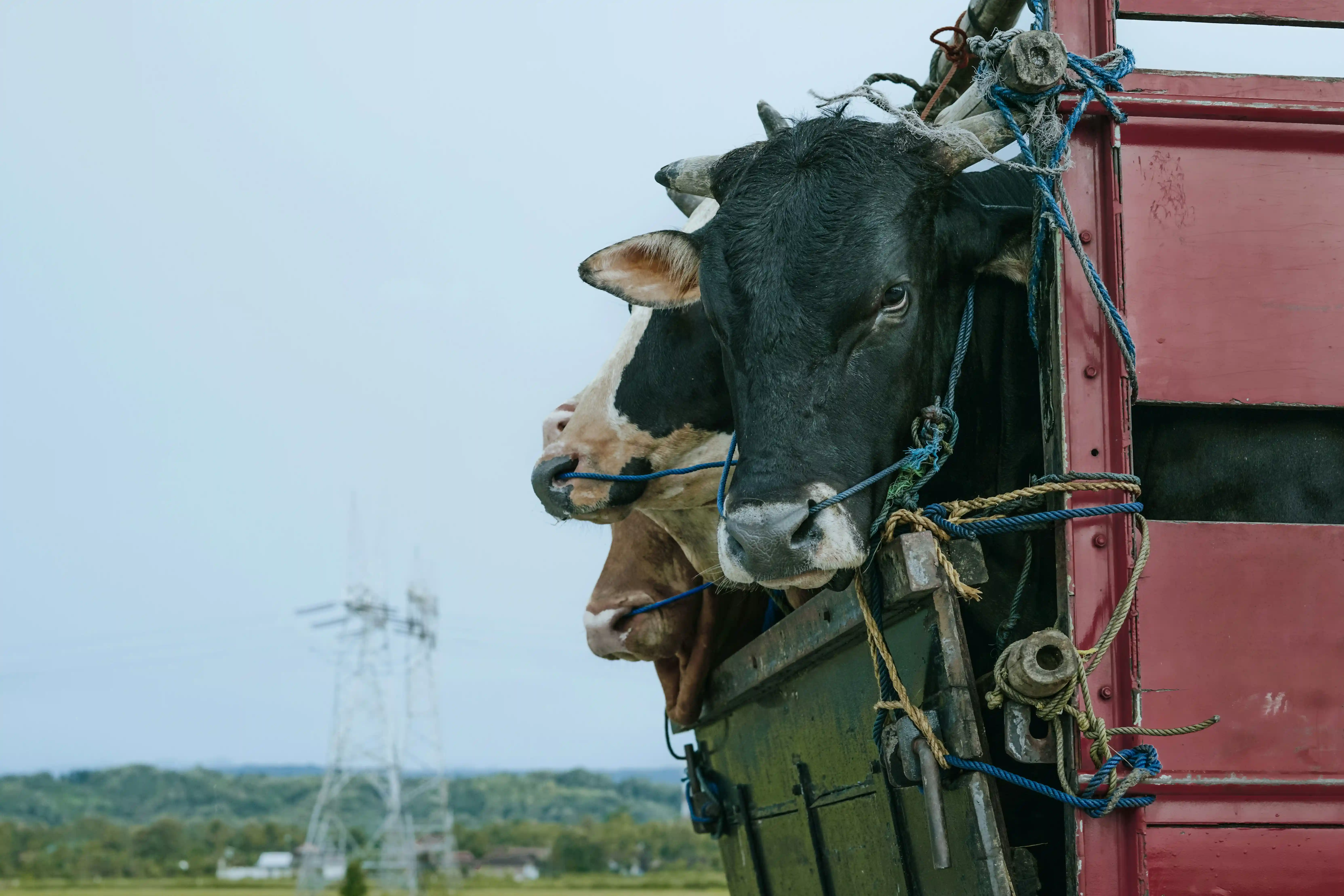 cows