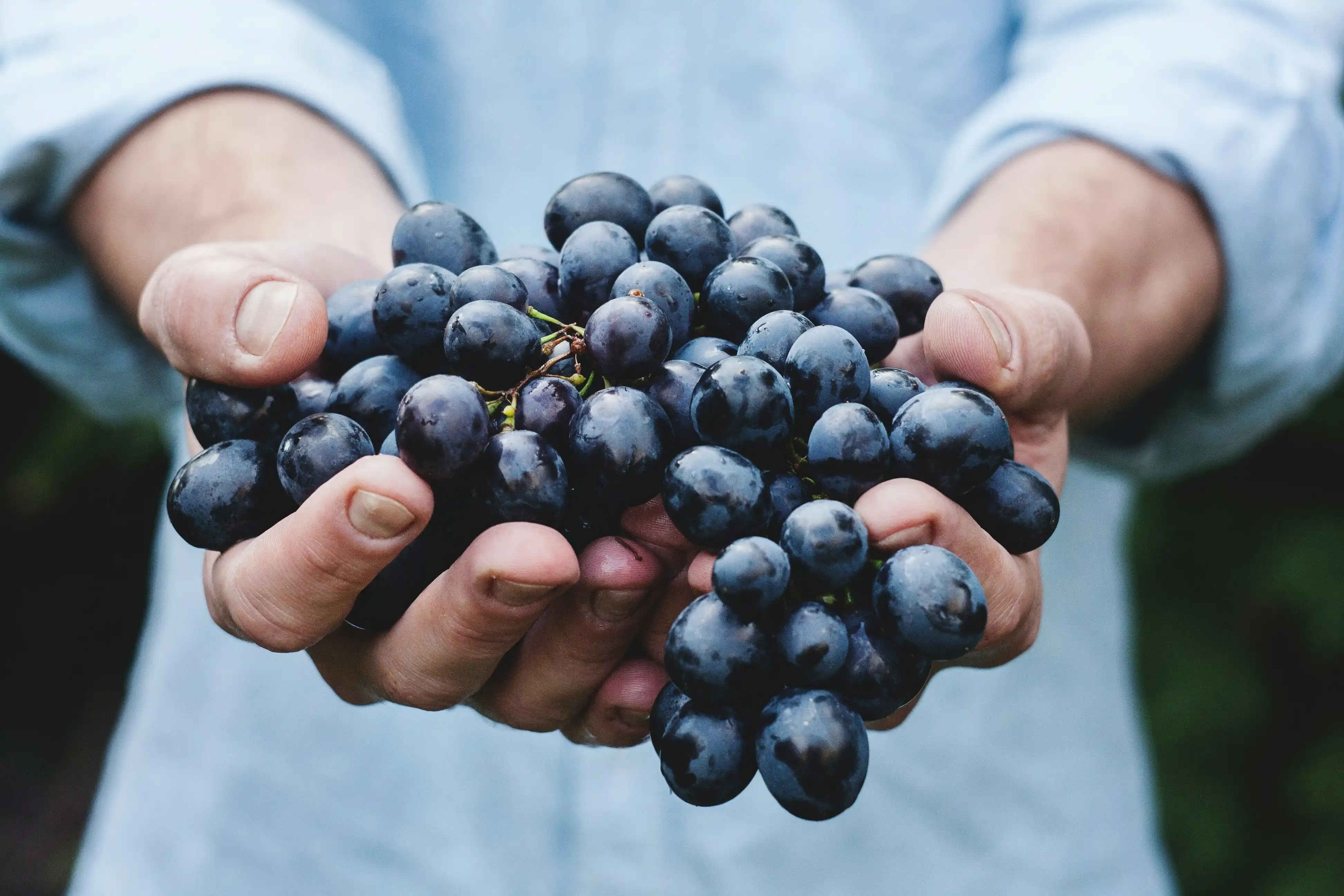 wine-fruit